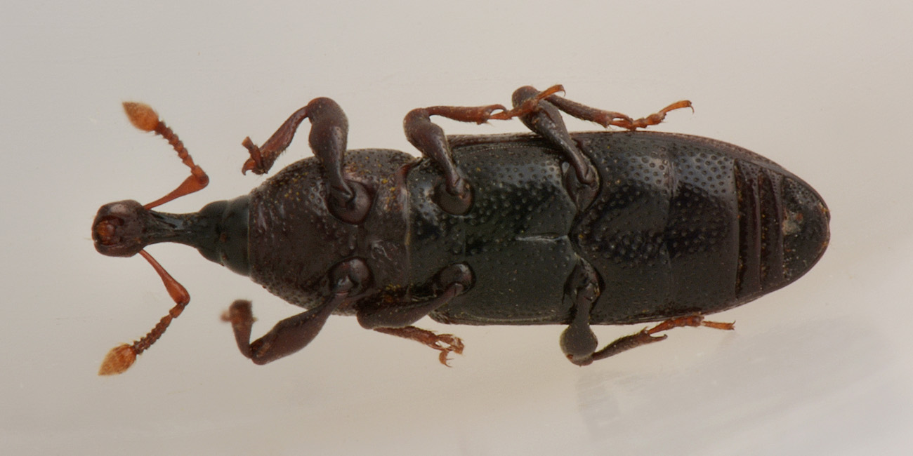 Curculionidae: Cossonus linearis